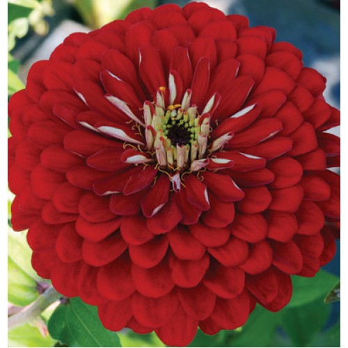 ZINNIA A FIOR DI DAHLIA ROSSO NR.100 SEMI